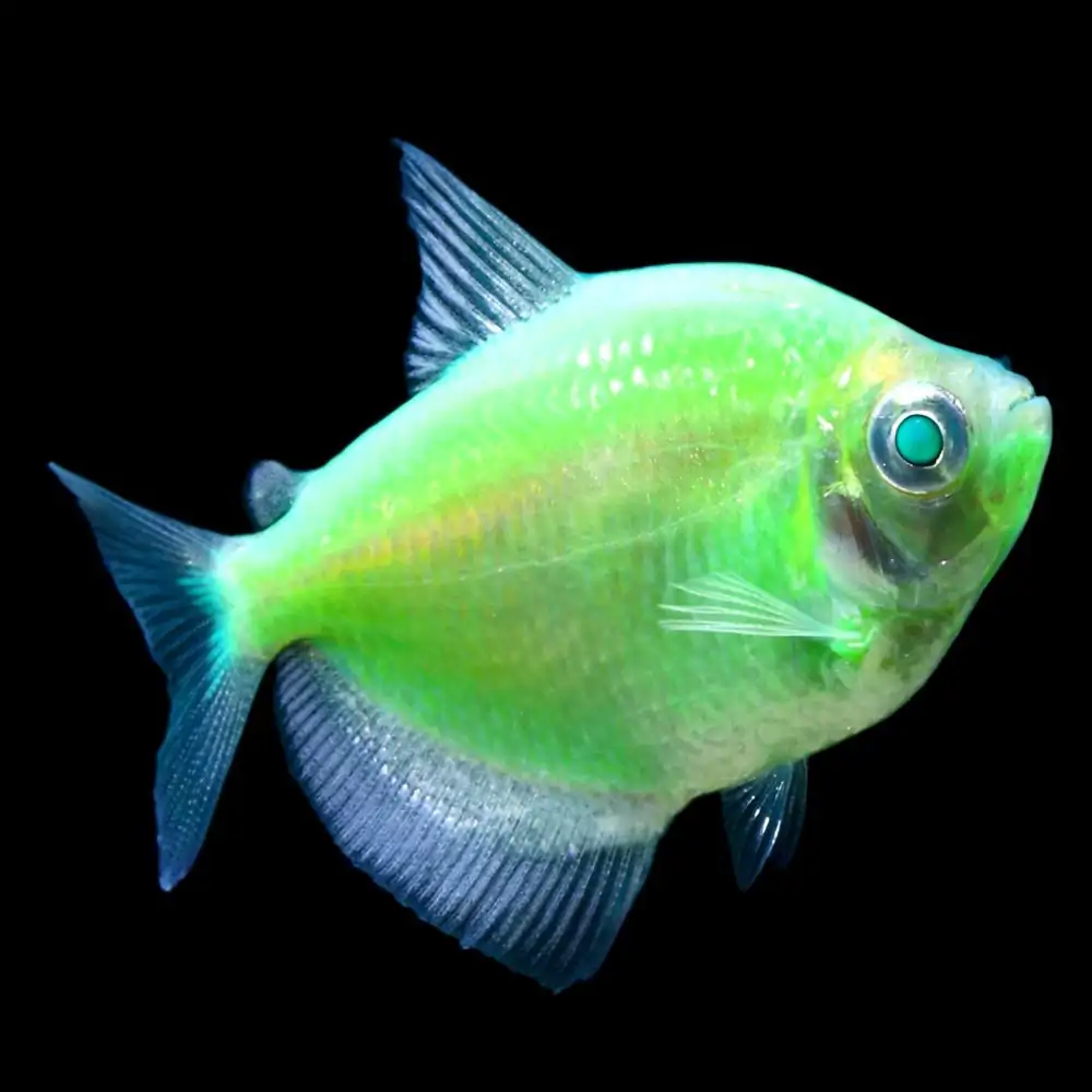 GloFish, Electric Green Tetra